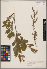 Foto von Salix aurita L. x Salix hastata L.